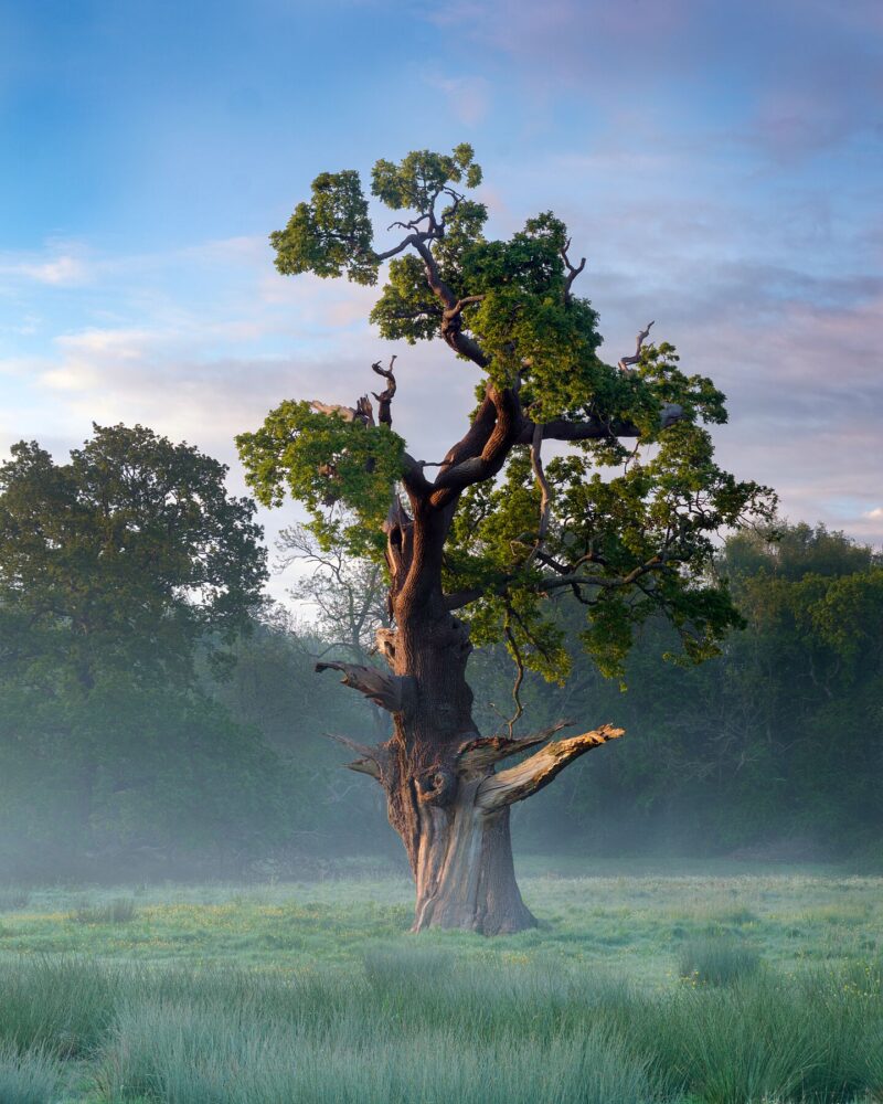 Quarr Tree